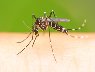 蚊の画像